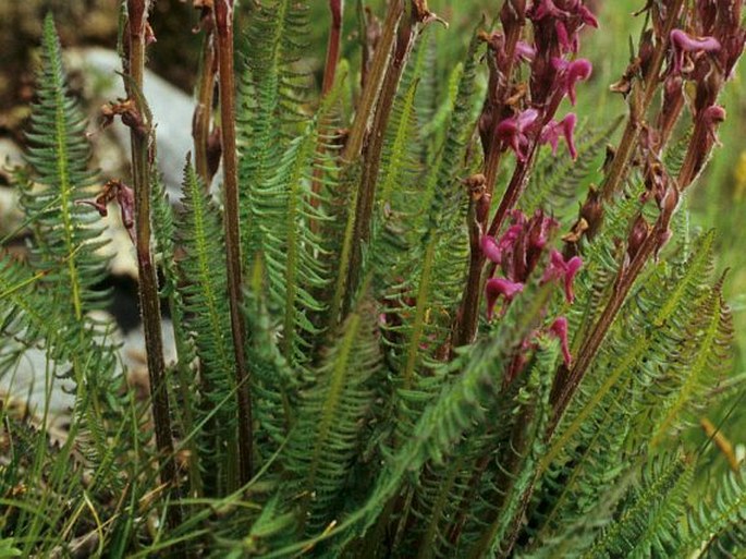 Pedicularis lachnoglossa