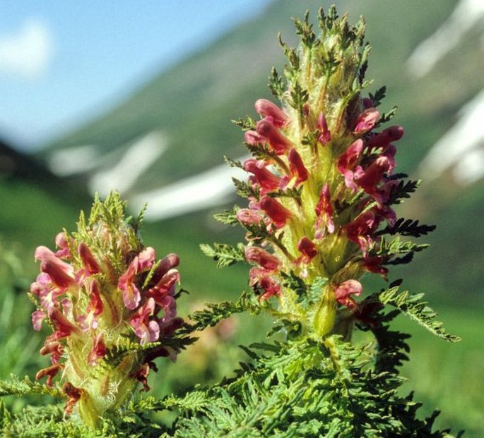 PEDICULARIS PANJUTINII E. A. Busch – všivec