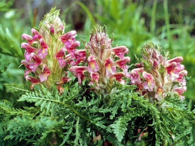 Pedicularis panjutinii