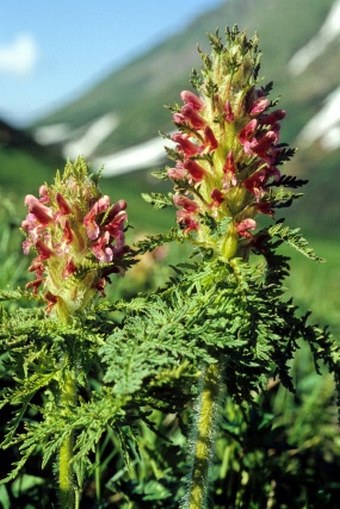 Pedicularis panjutinii