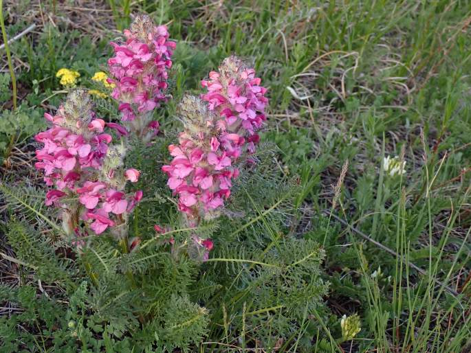 Pedicularis rubens