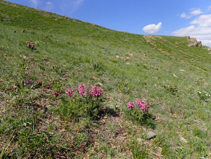 Pedicularis rubens