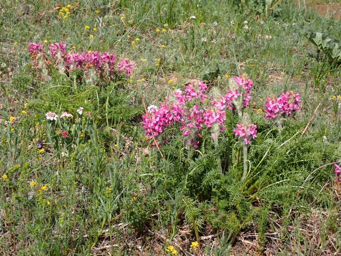 Pedicularis rubens