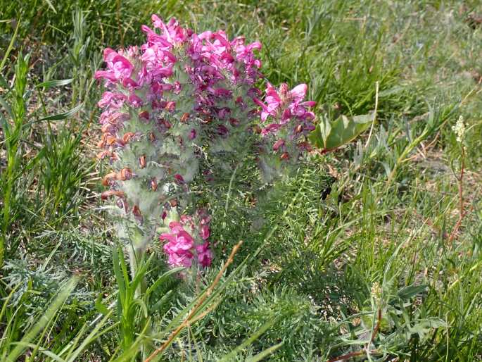 Pedicularis rubens