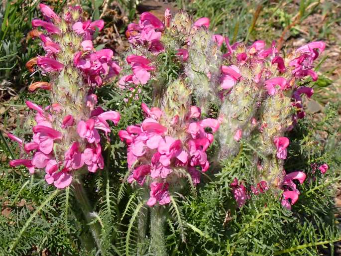 Pedicularis rubens