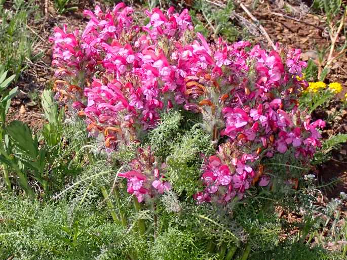 Pedicularis rubens