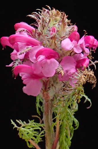 Pedicularis rubens