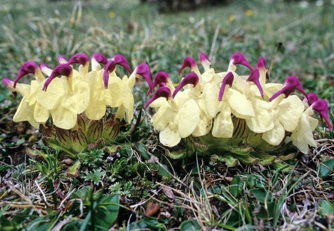 Pedicularis przewalskii