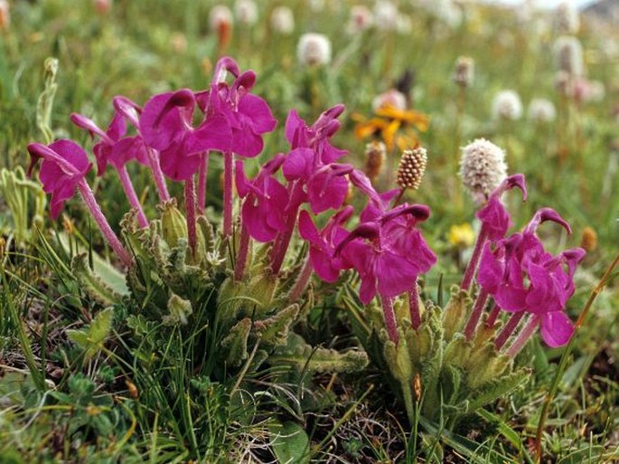 Pedicularis przewalskii