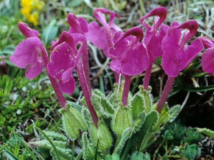 Pedicularis przewalskii