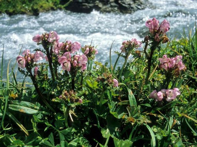 Pedicularis rhinanthoides