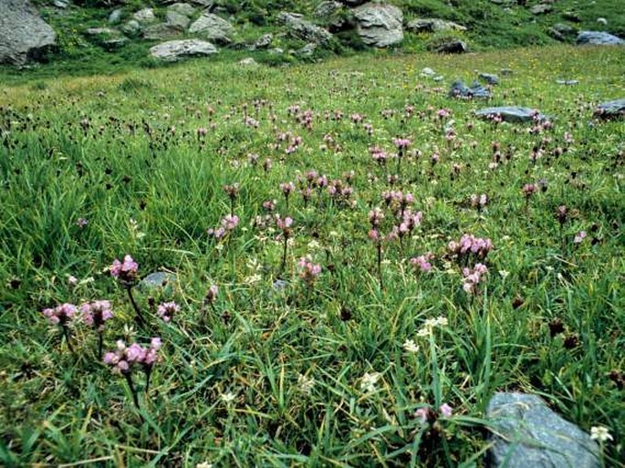 Pedicularis rhinanthoides