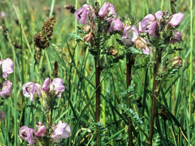 Pedicularis rhinanthoides