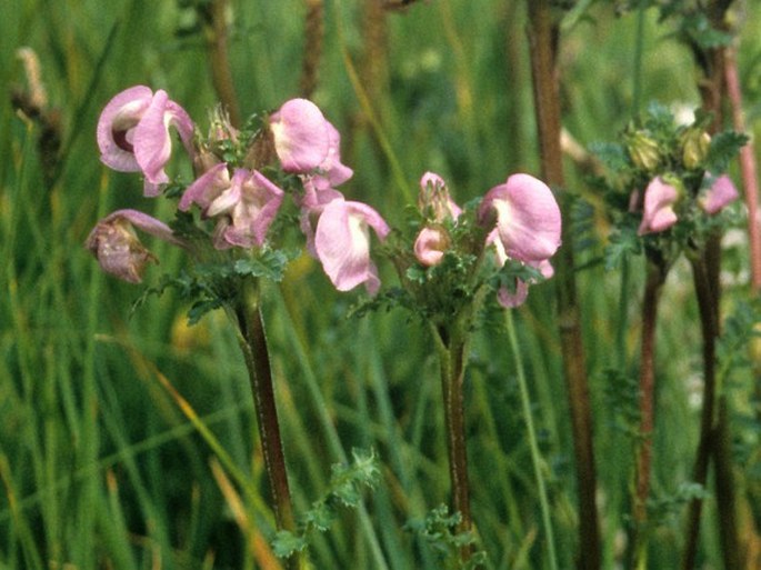 Pedicularis rhinanthoides