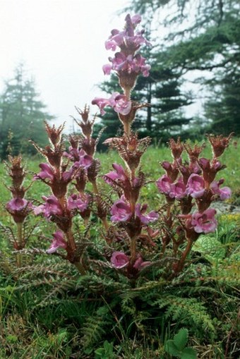 Pedicularis superba