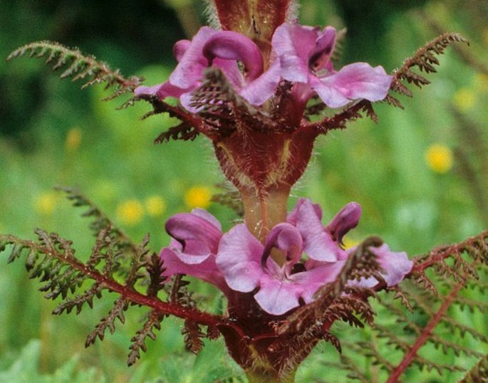 PEDICULARIS SUPERBA Franch. ex Maxim. – všivec