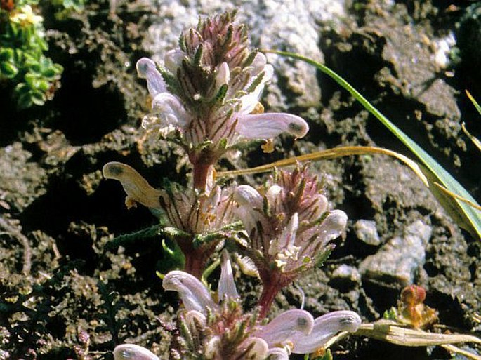 Pedicularis violascens
