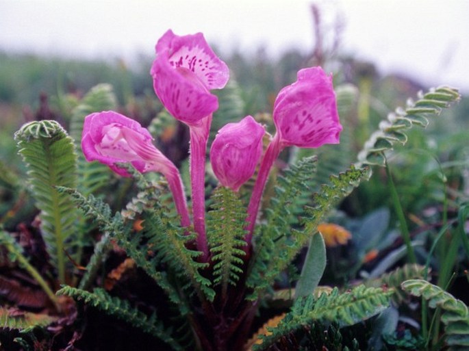 Pedicularis wilsonii