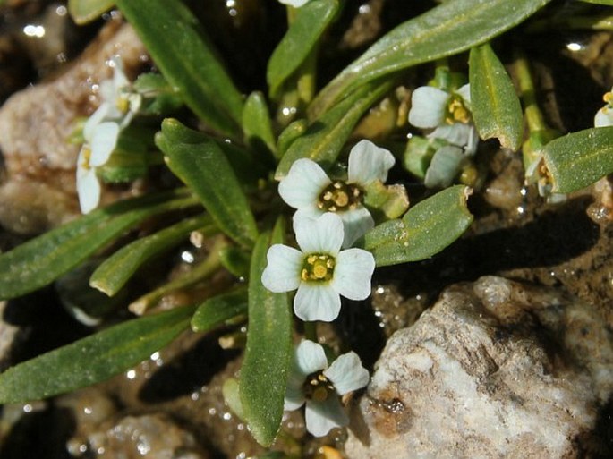 Pegaeophyton scapiflorum