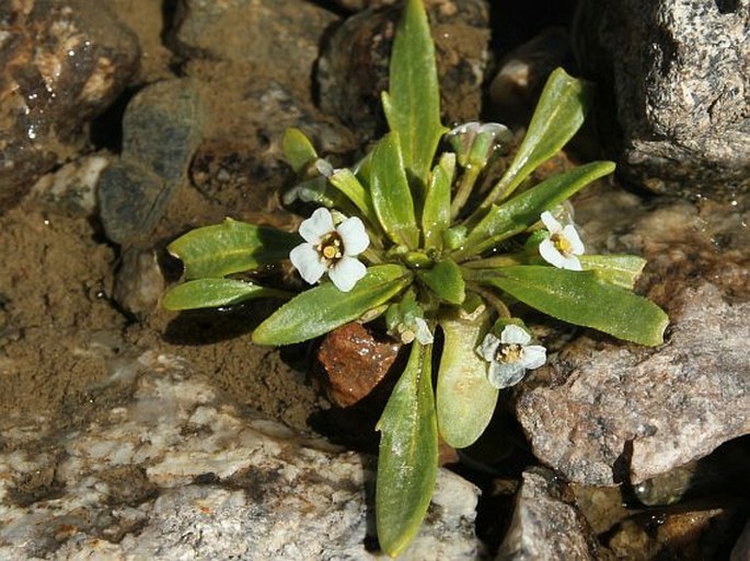 Pegaeophyton scapiflorum