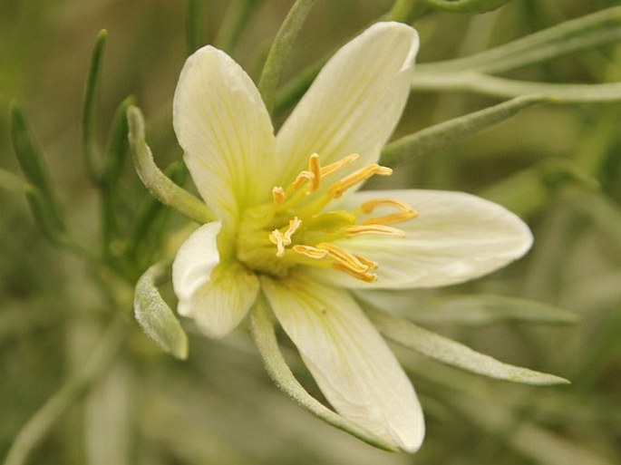 Peganum harmala