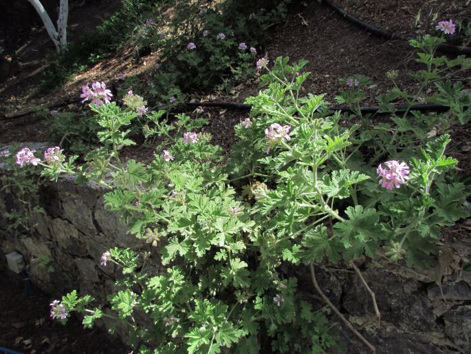 Pelargonium graveolens