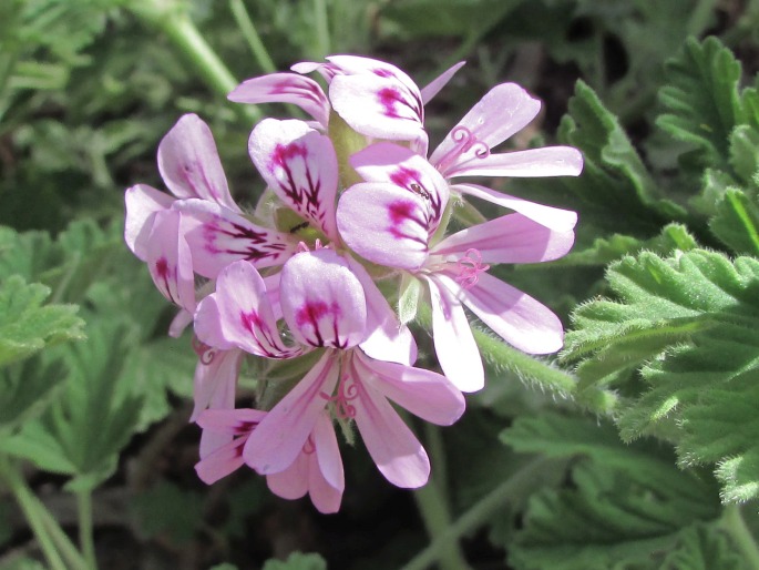 Pelargonium graveolens