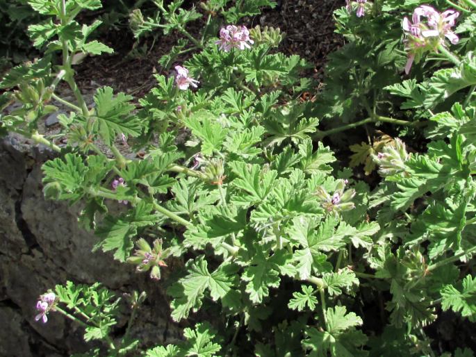 Pelargonium graveolens