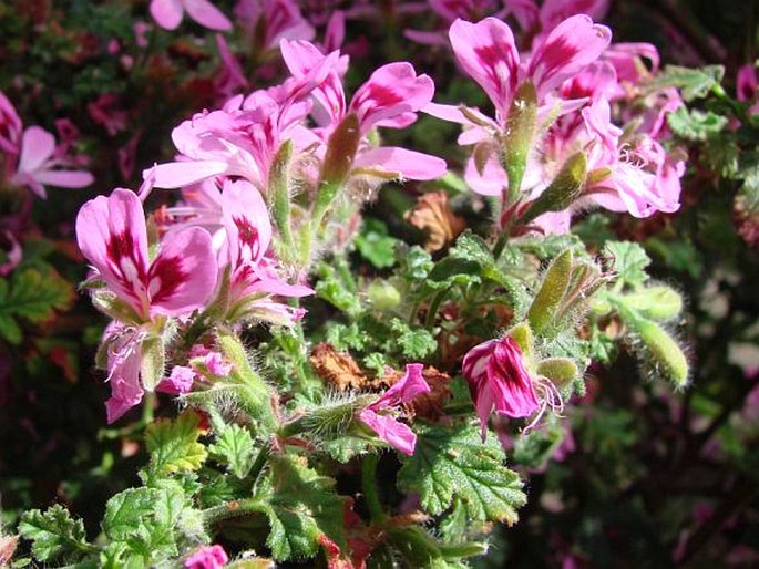 Pelargonium quercifolium