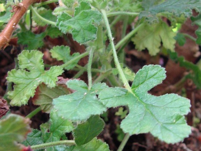 Pelargonium quercifolium