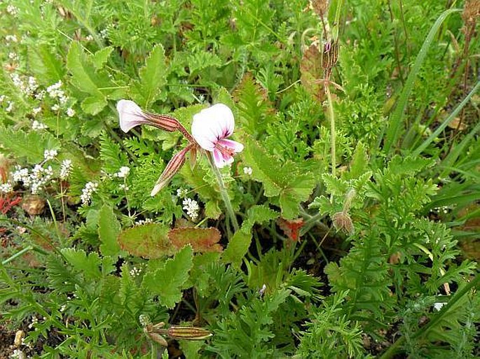 Pelargonium candicans