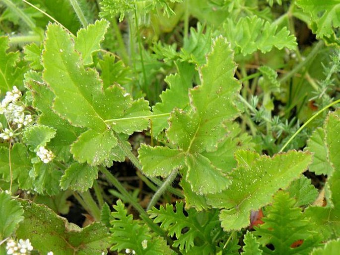 Pelargonium candicans