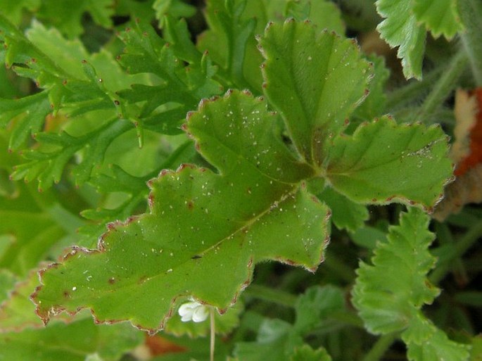 Pelargonium candicans