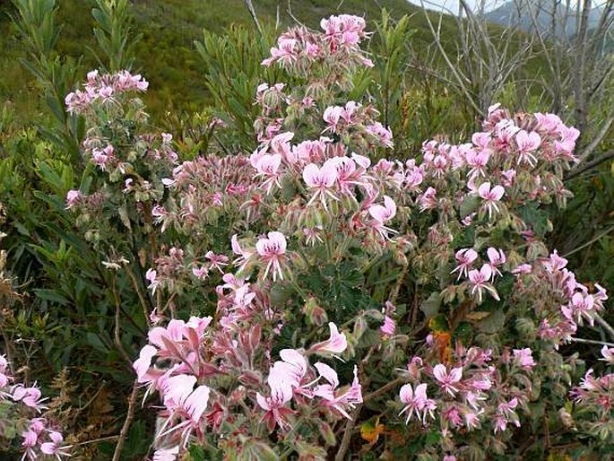 Pelargonium cordifolium