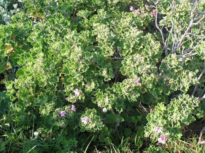 Pelargonium cucullatum subsp. cucullatum