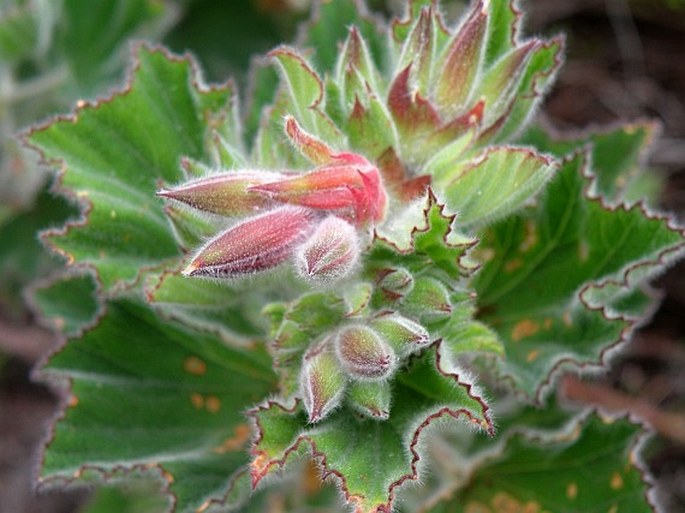 Pelargonium cucullatum subsp. cucullatum