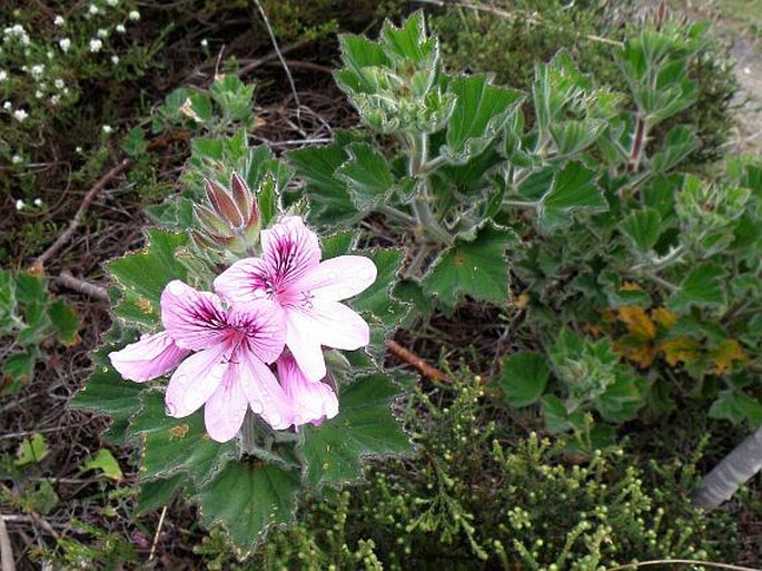 Pelargonium cucullatum subsp. cucullatum