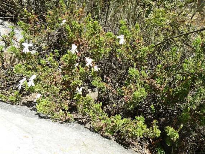 Pelargonium fruticosum