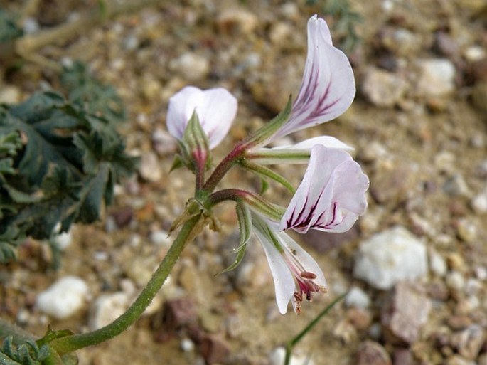 Pelargonium longicaule