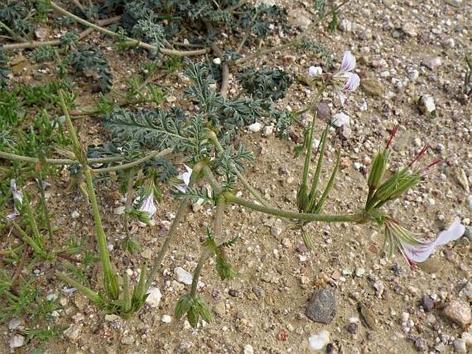 Pelargonium longicaule