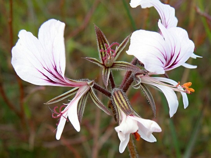 Pelargonium longicaule