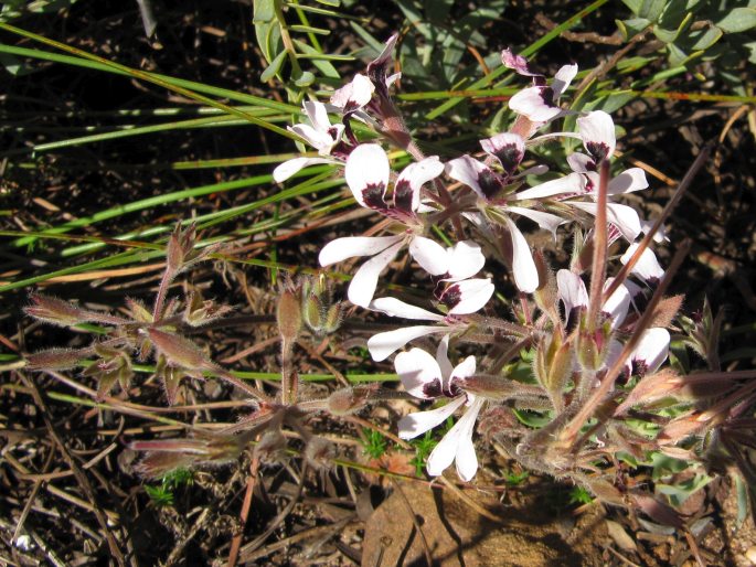 Pelargonium longifolium