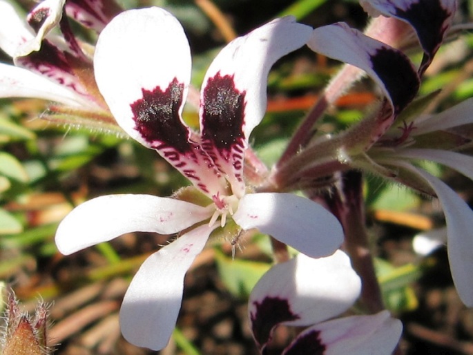 Pelargonium longifolium