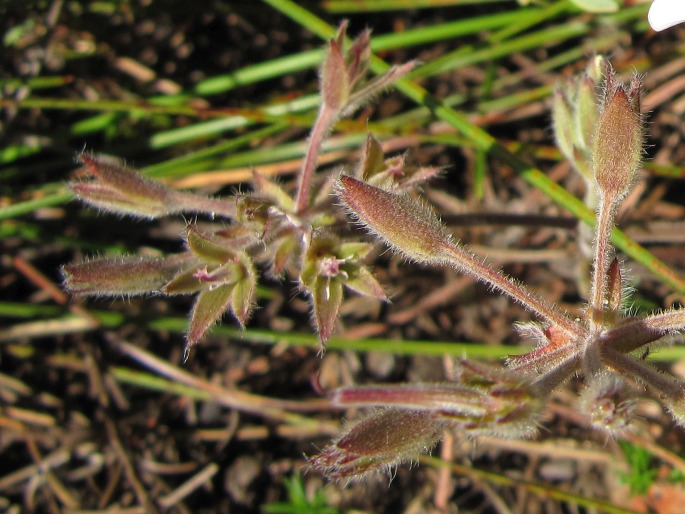 Pelargonium longifolium