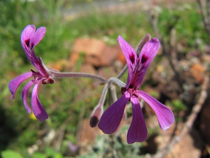 Pelargonium reniforme