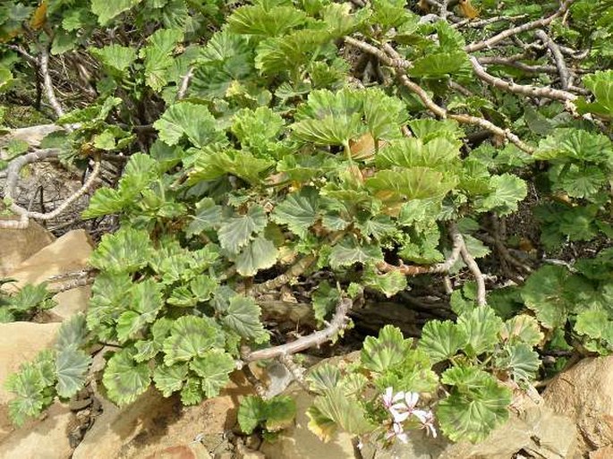 Pelargonium zonale