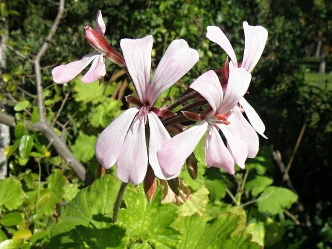 Pelargonium zonale