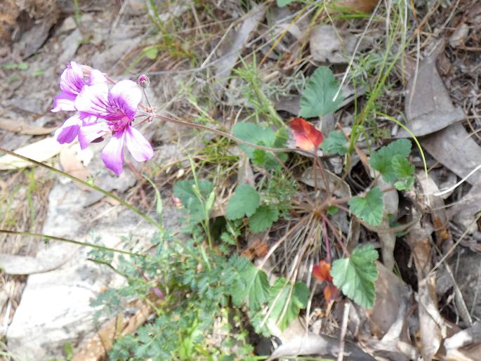 Pelargonium rodneyanum