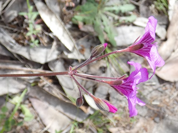 Pelargonium rodneyanum