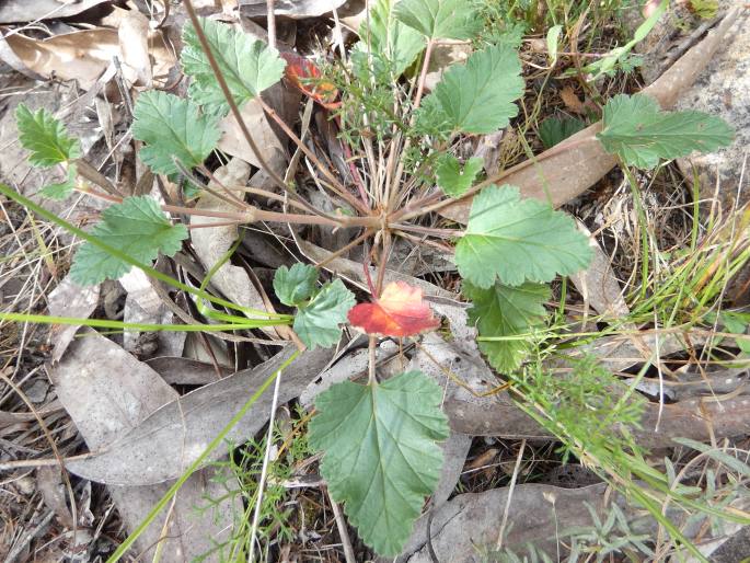 Pelargonium rodneyanum